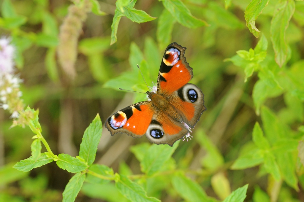 今の見どころ蝶情報 | 北海道の蝶
